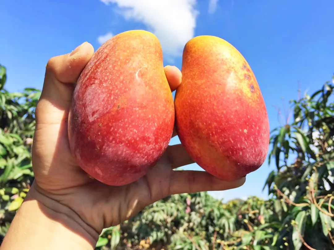 吃货推荐好吃的水果,香甜多汁海南贵妃应季水果