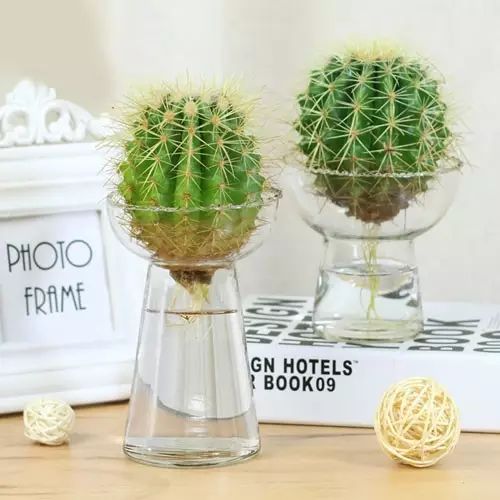 适合厨房种植的植物水培,哪些作物可做水培盆栽养殖