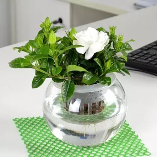 适合厨房种植的植物水培,哪些作物可做水培盆栽养殖