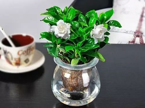 适合厨房种植的植物水培,哪些作物可做水培盆栽养殖