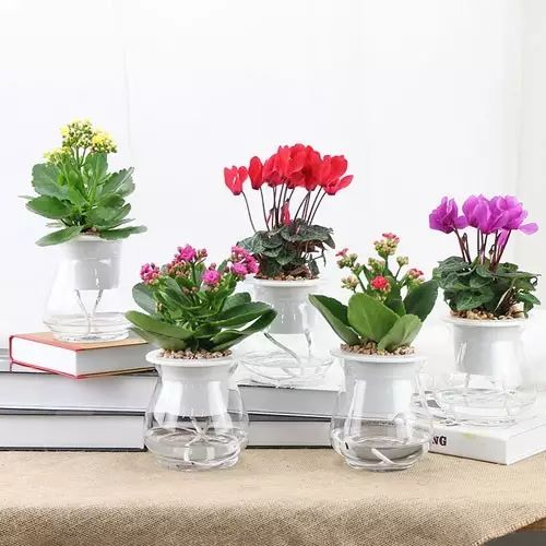 适合厨房种植的植物水培,哪些作物可做水培盆栽养殖