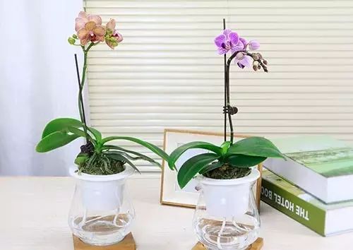 适合厨房种植的植物水培,哪些作物可做水培盆栽养殖