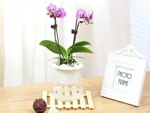 适合厨房种植的植物水培,哪些作物可做水培盆栽养殖