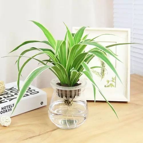 适合厨房种植的植物水培,哪些作物可做水培盆栽养殖