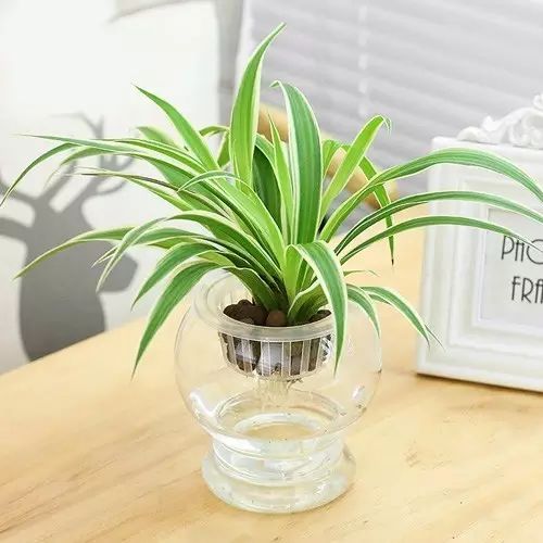 适合厨房种植的植物水培,哪些作物可做水培盆栽养殖