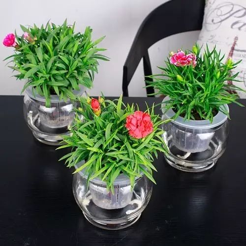 适合厨房种植的植物水培,哪些作物可做水培盆栽养殖