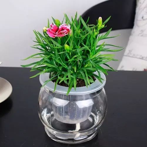 适合厨房种植的植物水培,哪些作物可做水培盆栽养殖