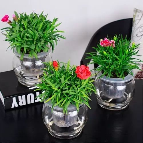 适合厨房种植的植物水培,哪些作物可做水培盆栽养殖