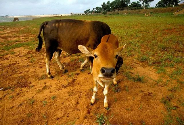 牛肉面为什么牛肉这么少,为什么牛肉面里的牛肉那么烂