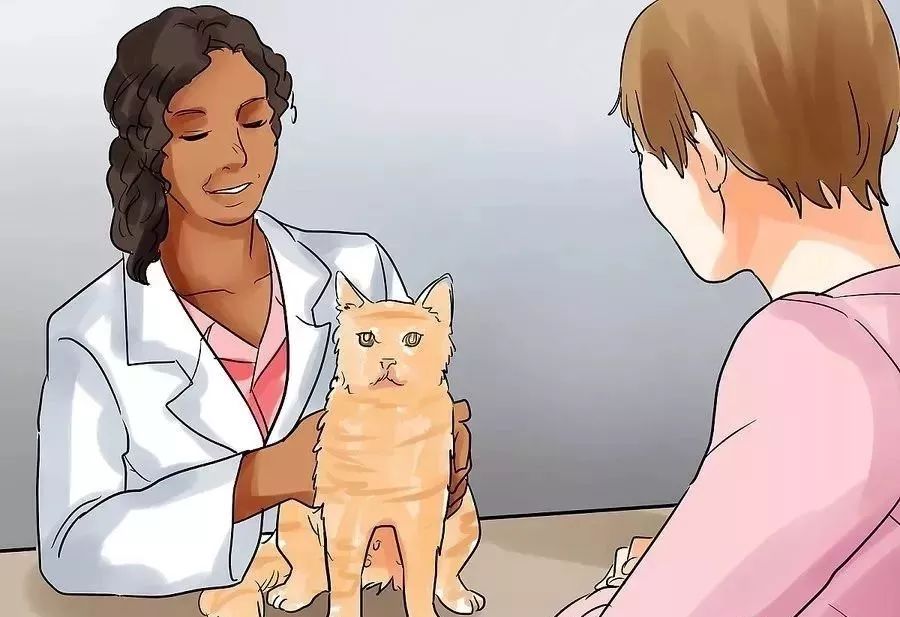 小猫生小猫难产主人帮忙接生,怎么给小猫接生和剪脐带