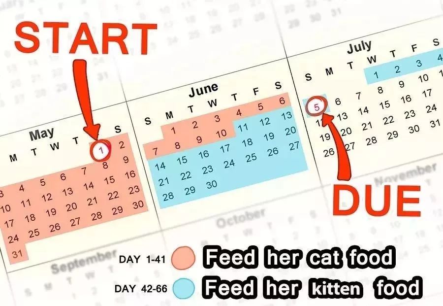 小猫生小猫难产主人帮忙接生,怎么给小猫接生和剪脐带