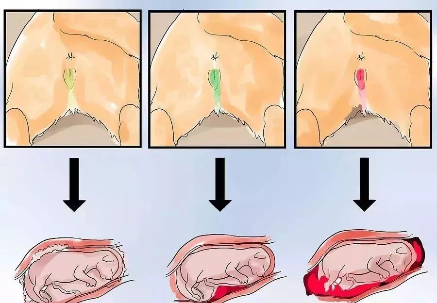 小猫生小猫难产主人帮忙接生,怎么给小猫接生和剪脐带