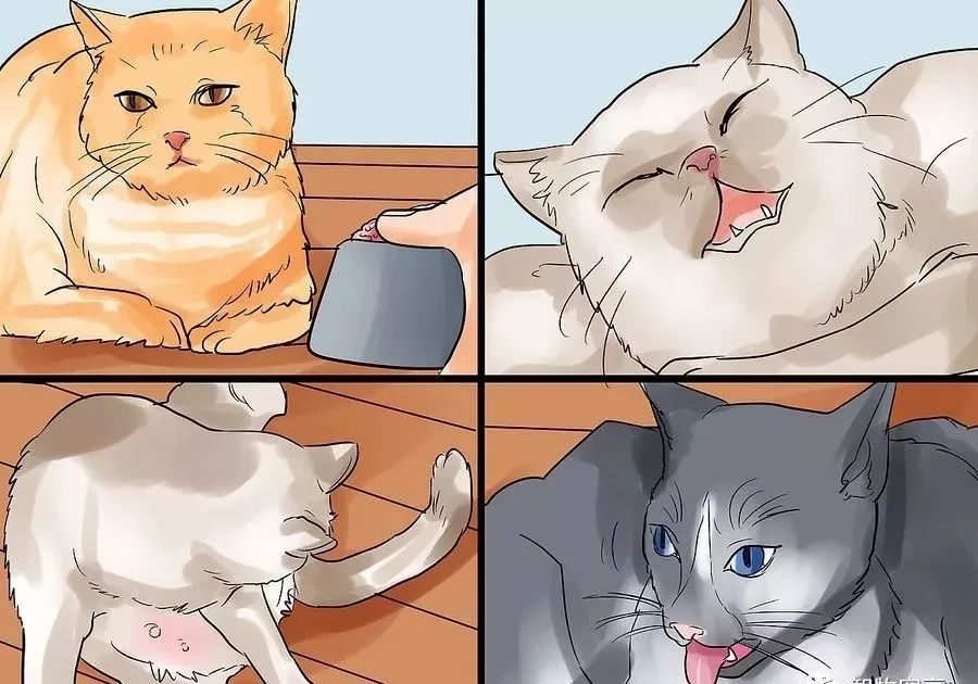 小猫生小猫难产主人帮忙接生,怎么给小猫接生和剪脐带