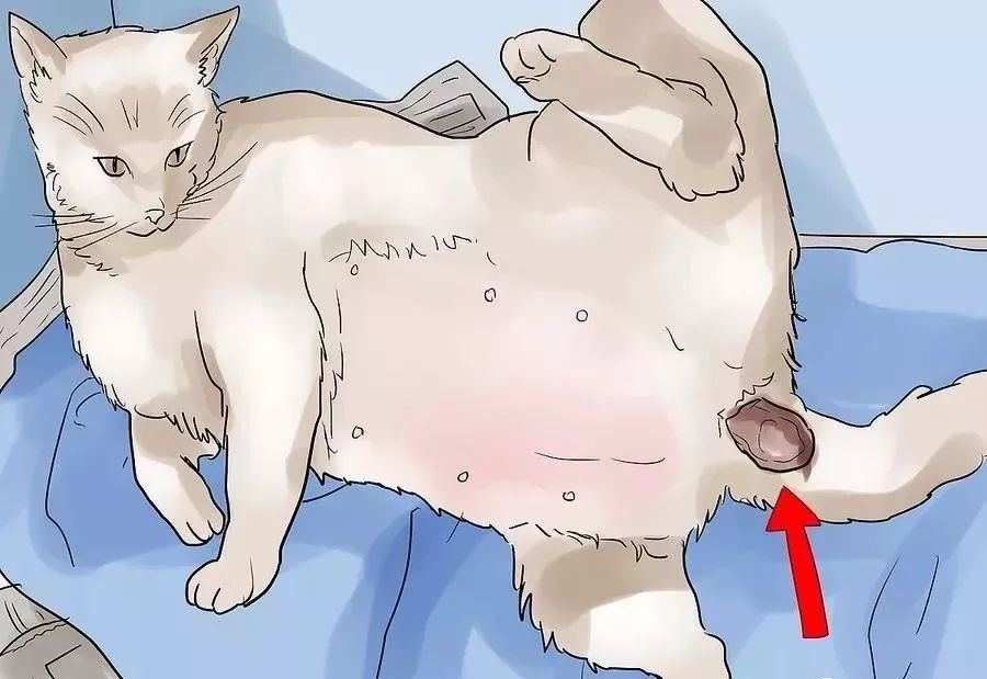 小猫生小猫难产主人帮忙接生,怎么给小猫接生和剪脐带