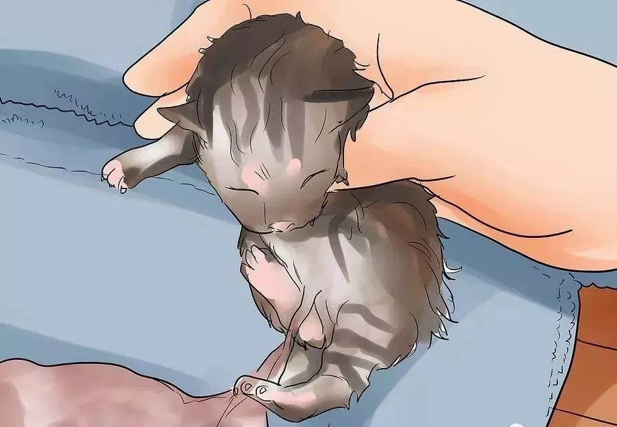 小猫生小猫难产主人帮忙接生,怎么给小猫接生和剪脐带