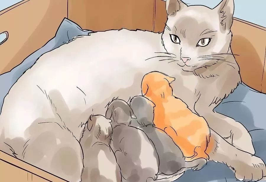 小猫生小猫难产主人帮忙接生,怎么给小猫接生和剪脐带