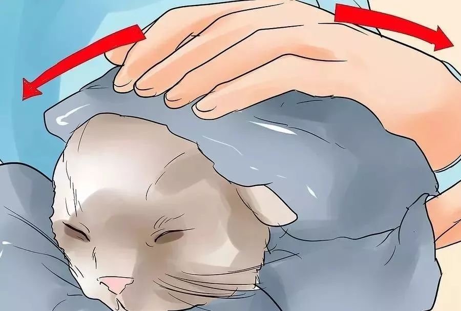 小猫生小猫难产主人帮忙接生,怎么给小猫接生和剪脐带