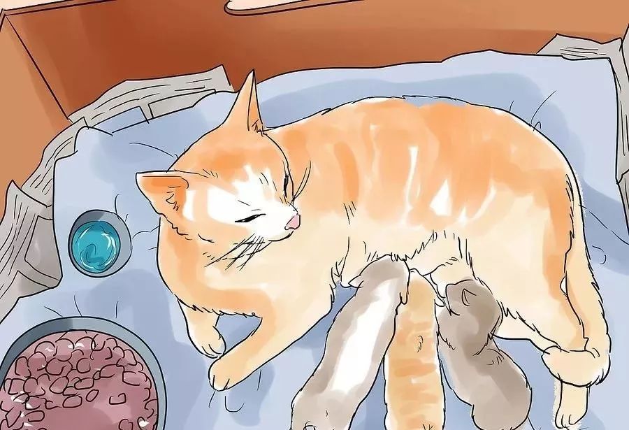 小猫生小猫难产主人帮忙接生,怎么给小猫接生和剪脐带