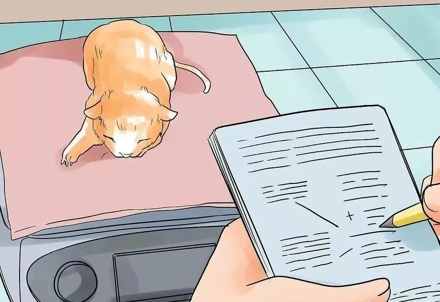 小猫生小猫难产主人帮忙接生,怎么给小猫接生和剪脐带