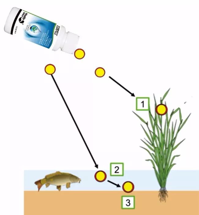 水稻新品,水稻上市新品种