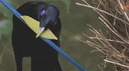 怎么骚气打招呼,如何骚气的发消息