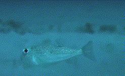 怎么骚气打招呼,如何骚气的发消息