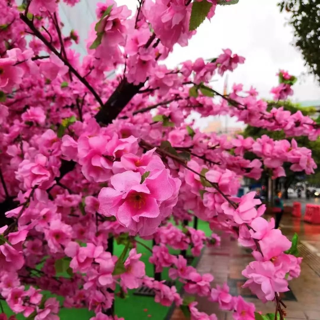 玉林桃花打卡地,玉林附近花海打卡地点推荐