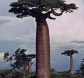 植物界中的世界之最,植物界的吉尼斯阅读题