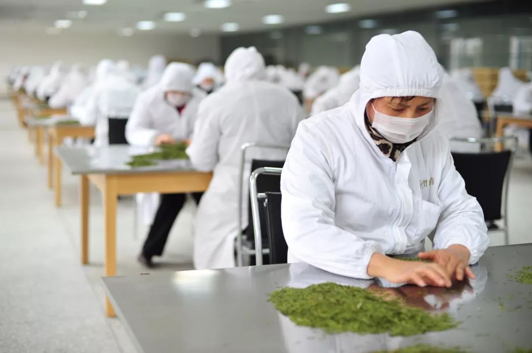 川茶峨眉山竹叶青,川茶竹叶青走向世界的视频