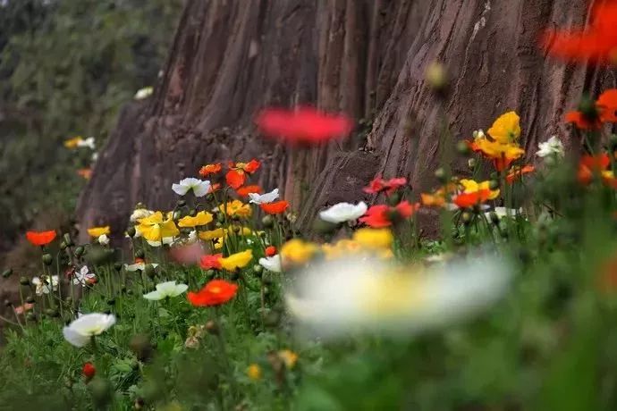 “重马”来啦！在沙坪坝的春天里应这样度过