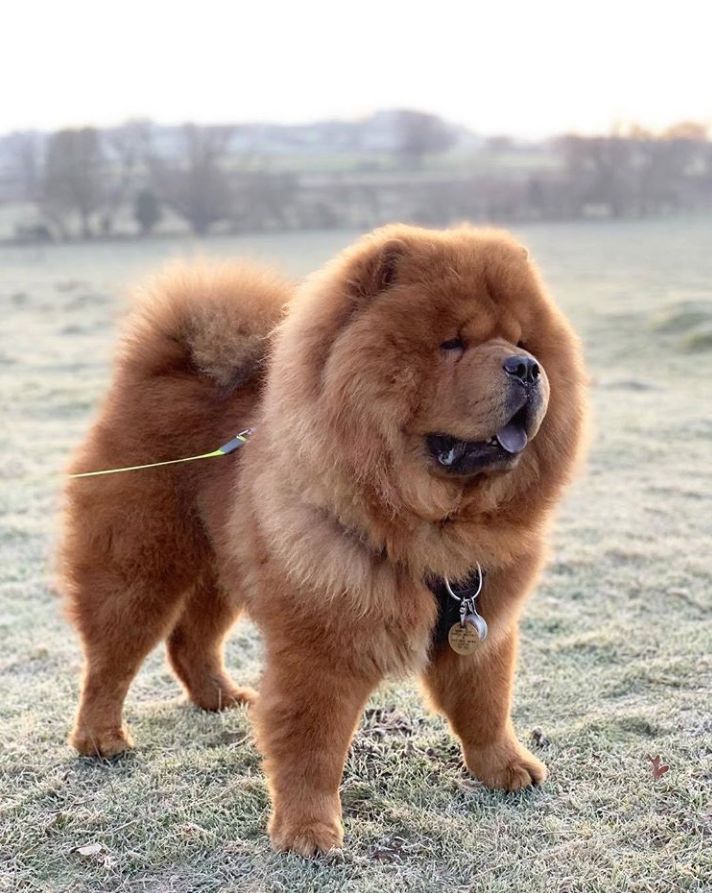 养好小型犬,养好一只狗不容易