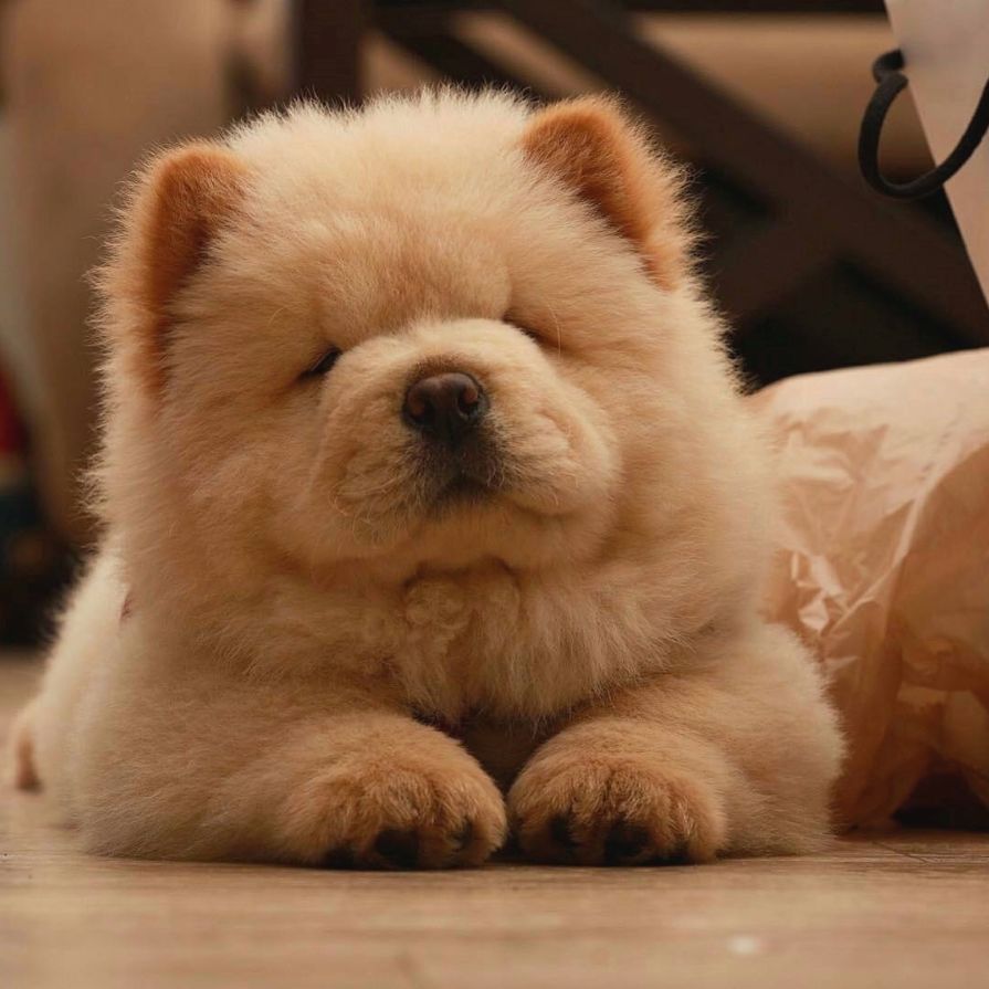 养好小型犬,养好一只狗不容易