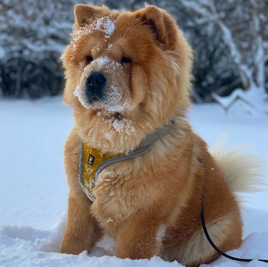 养好小型犬,养好一只狗不容易