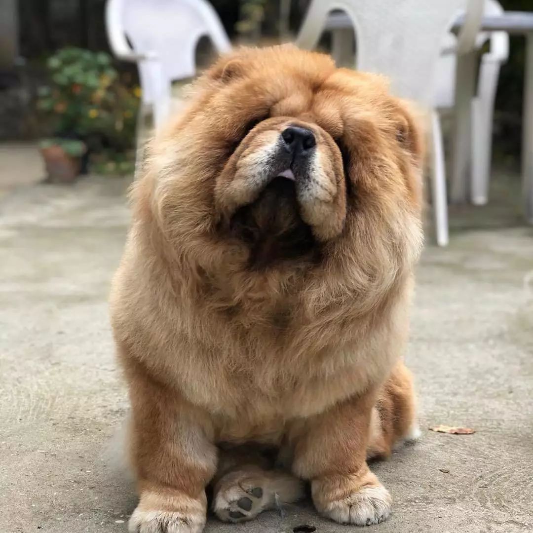 养好小型犬,养好一只狗不容易