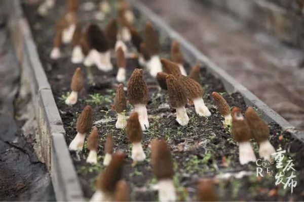 农村创业致富项目种植羊肚菌,羊肚菌农村创业