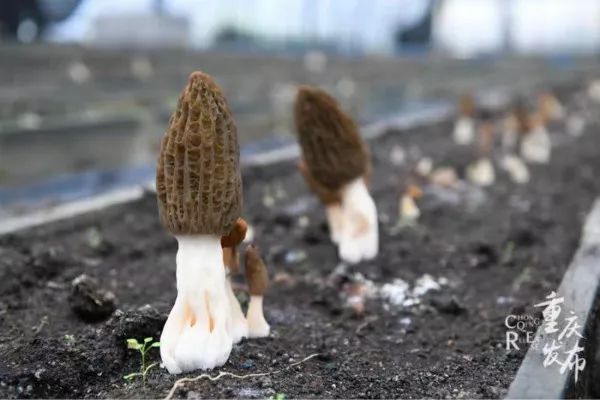 农村创业致富项目种植羊肚菌,羊肚菌农村创业