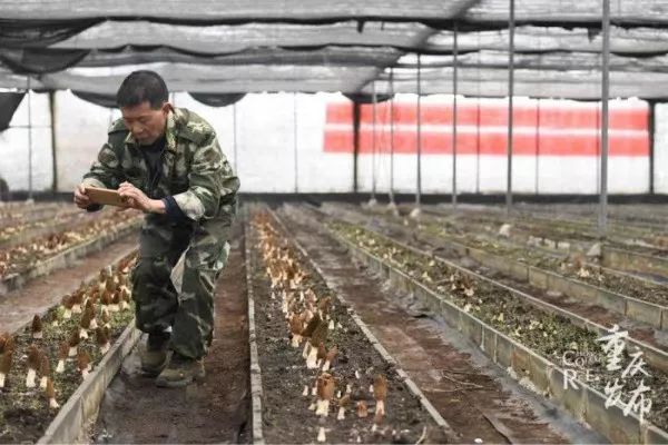 农村创业致富项目种植羊肚菌,羊肚菌农村创业