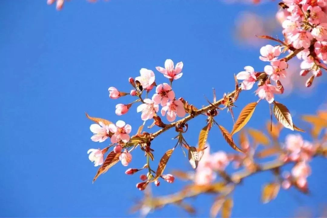 旅游微刊|西安的春天是粉色的！
