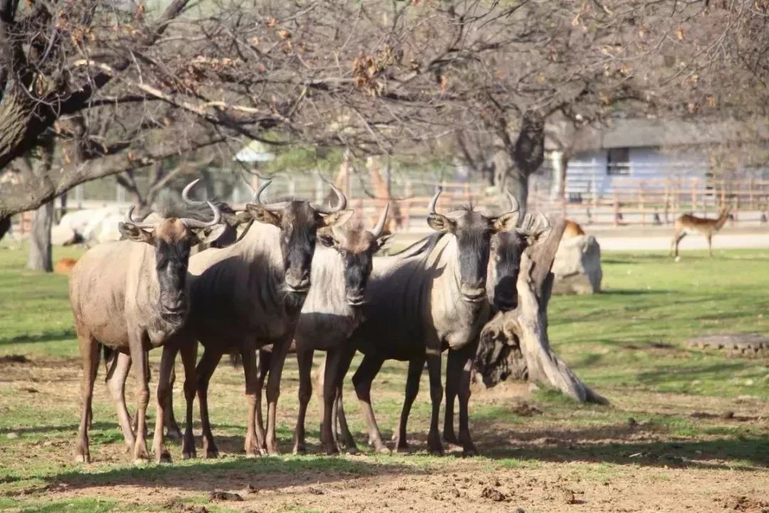旅游微刊|西安的春天是粉色的！