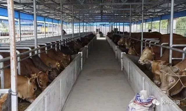 母牛胎衣不下可不可以不喂草,母牛胎衣不下如何用手处理