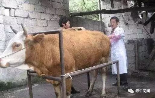 母牛胎衣不下可不可以不喂草,母牛胎衣不下如何用手处理