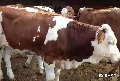 母牛胎衣不下可不可以不喂草,母牛胎衣不下如何用手处理