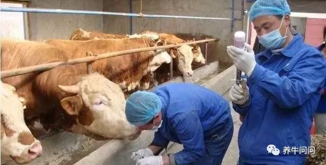 养牛要注意哪些事项牛才不爱生病,养牛人必看十大技巧