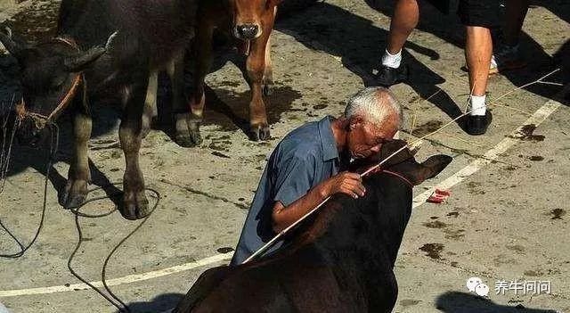 养牛要注意哪些事项牛才不爱生病,养牛人必看十大技巧