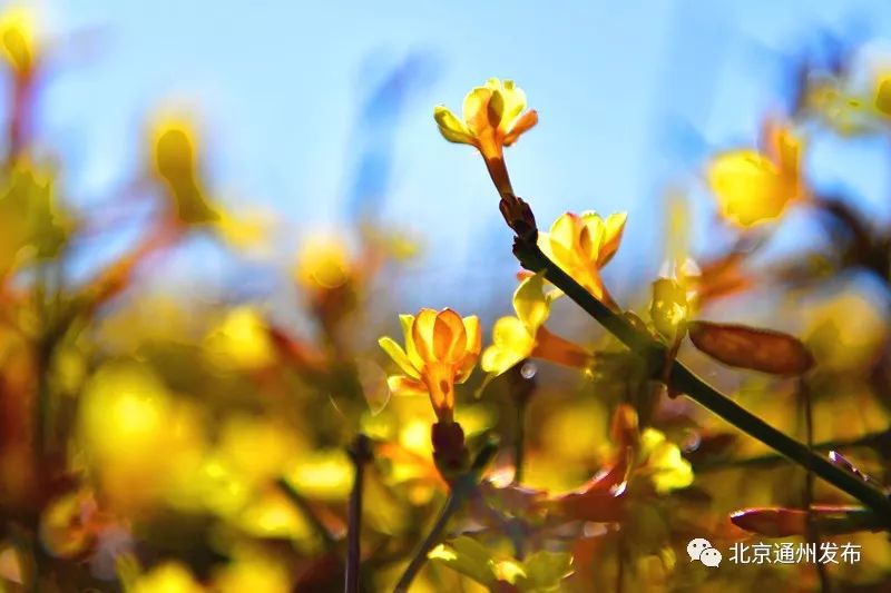 美得不像话！通州玉兰花开早腊梅绽放报春来