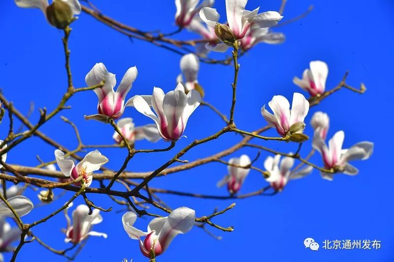 美得不像话！通州玉兰花开早腊梅绽放报春来