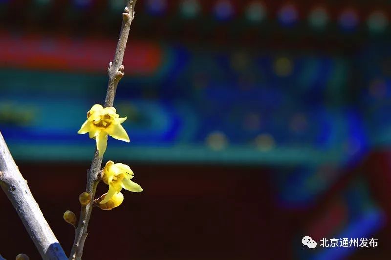 美得不像话！通州玉兰花开早腊梅绽放报春来