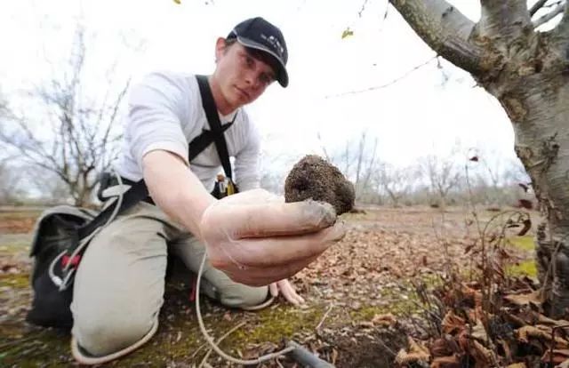 松露和松露的区别在哪,最昂贵的松露是什么