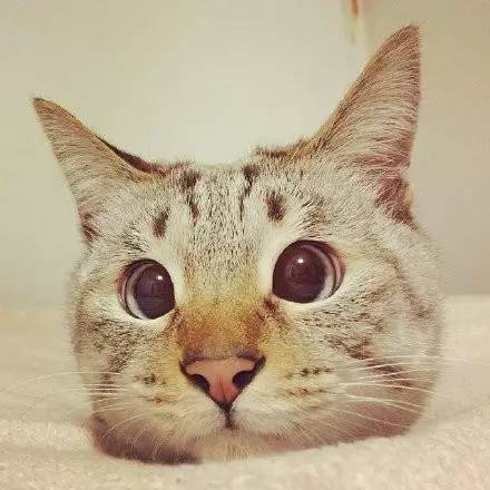 故宫屋顶上的神兽叫什么,故宫屋顶上神兽