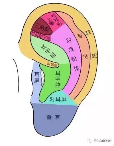 耳穴健康养生操,耳朵的养生知识与方法